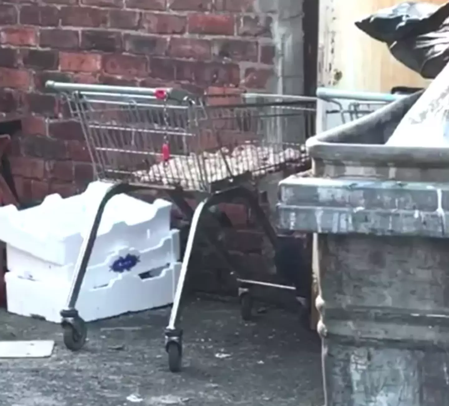 Raw meat was being kept outside in a shopping trolley.