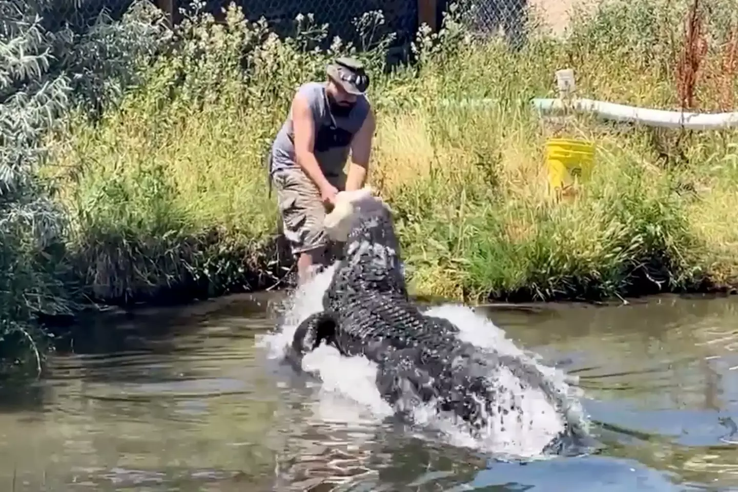 Elvis the alligator almost bit Chad.