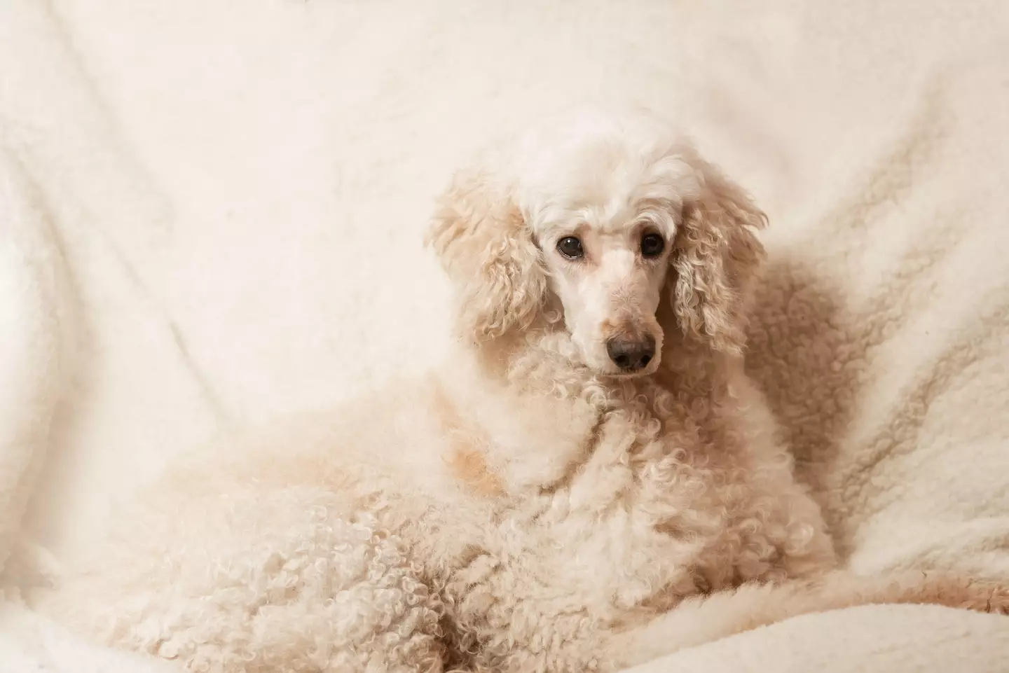 The poodle really enjoyed a sniff (not this actual poodle).