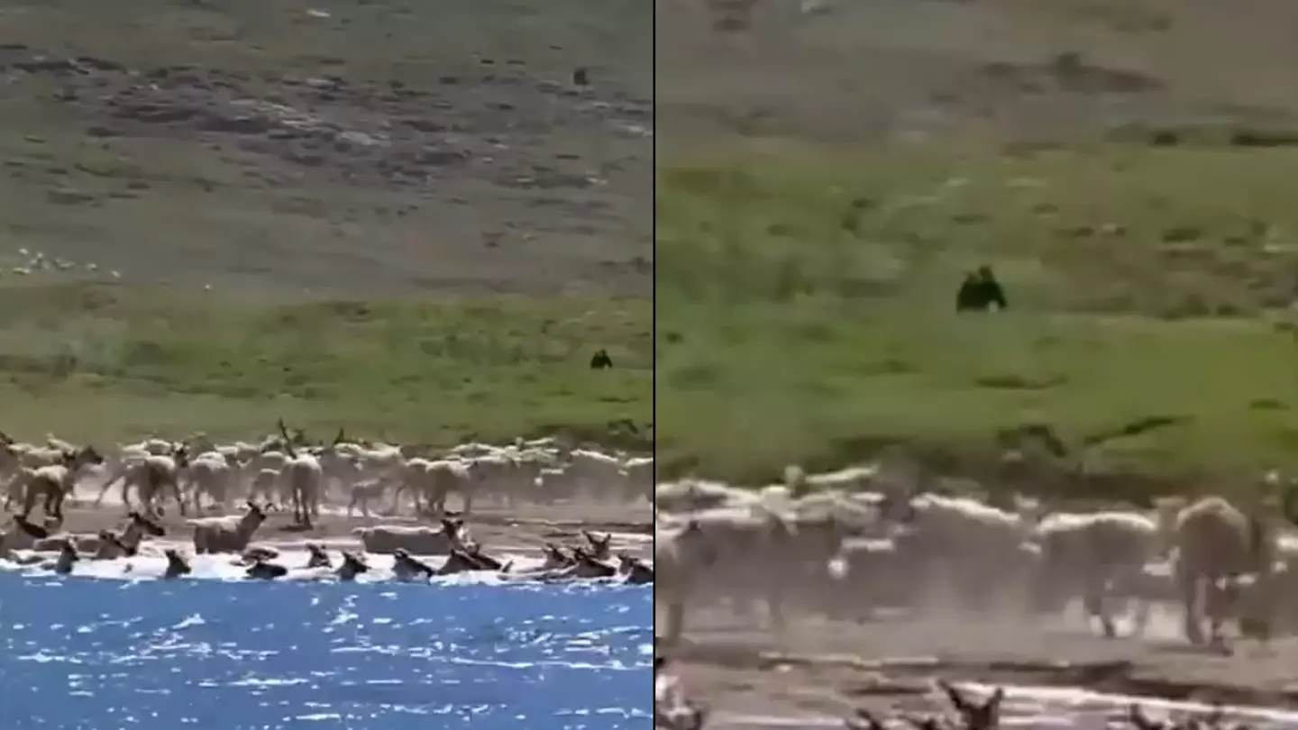 People are convinced that a documentary unintentionally caught Bigfoot on camera