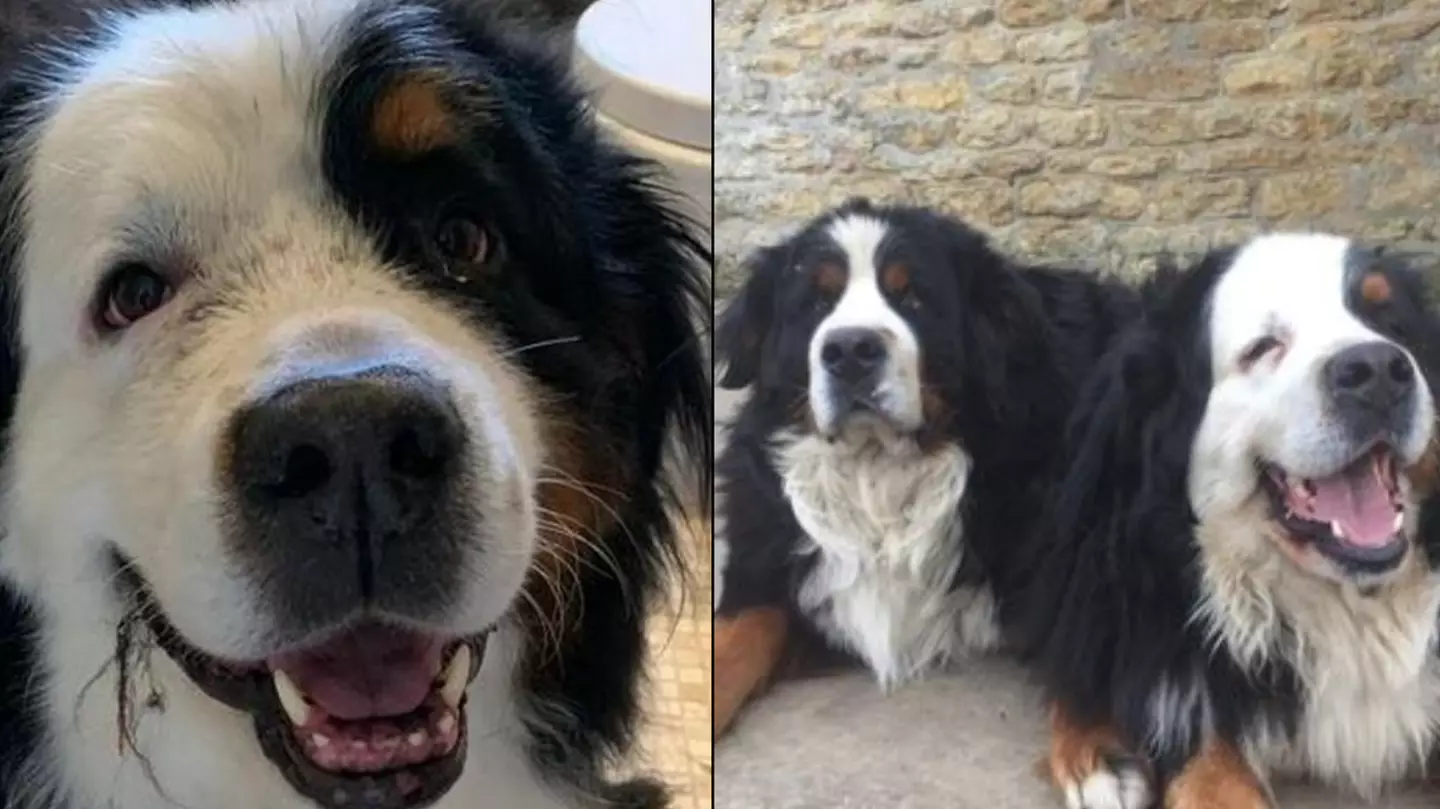Dog Collapses And Dies In Car After Pet Sitter 'Takes It For A Walk' In Heatwave