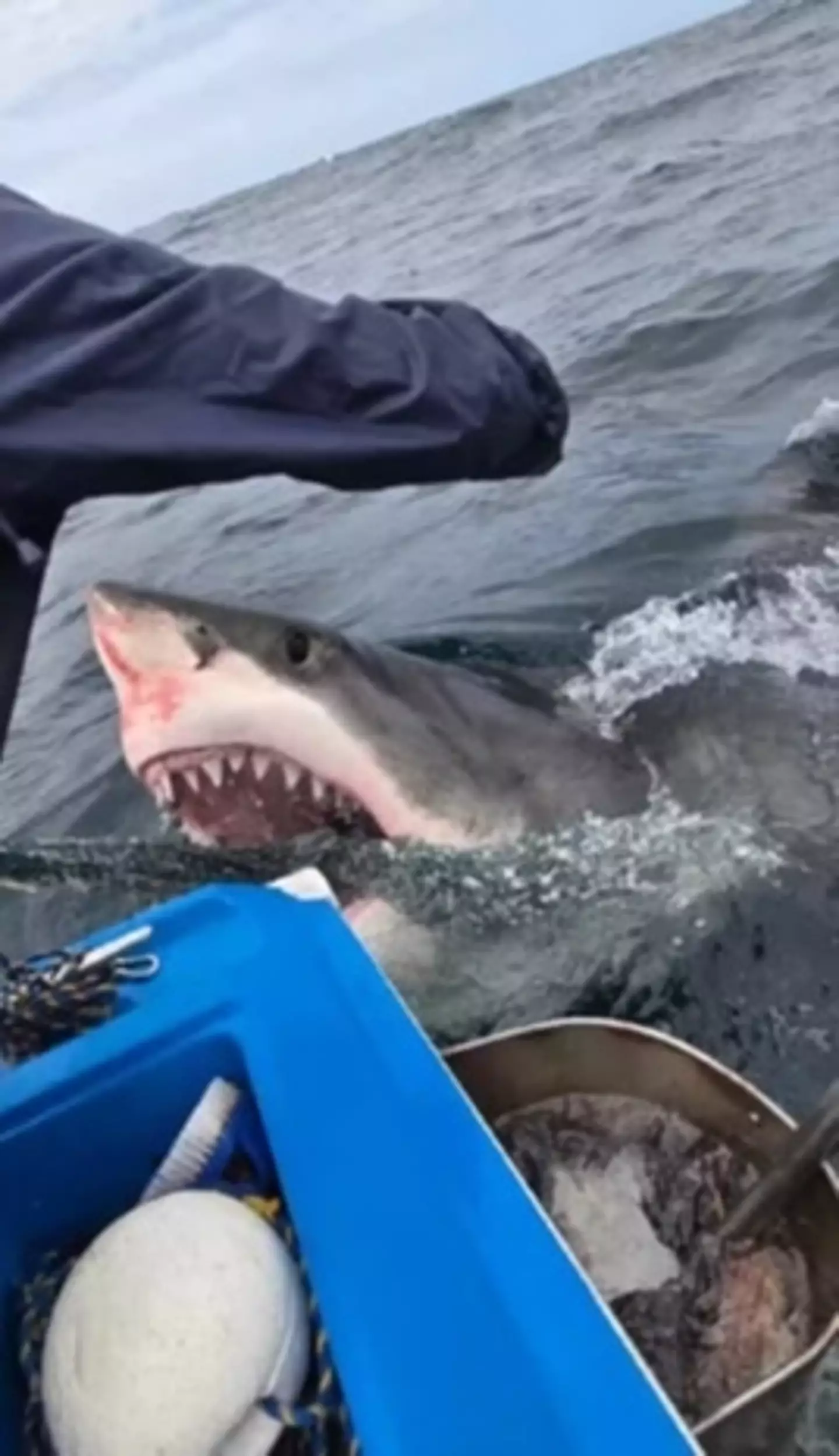 This was just one of three sharks that approached the boat (X-Stream/John Smith)