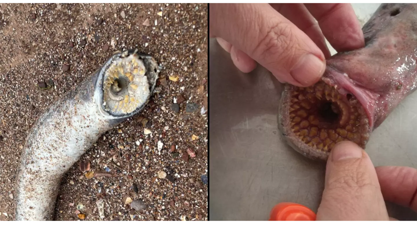 Man horrified after discovering 'vampire' creature washed up on UK beach