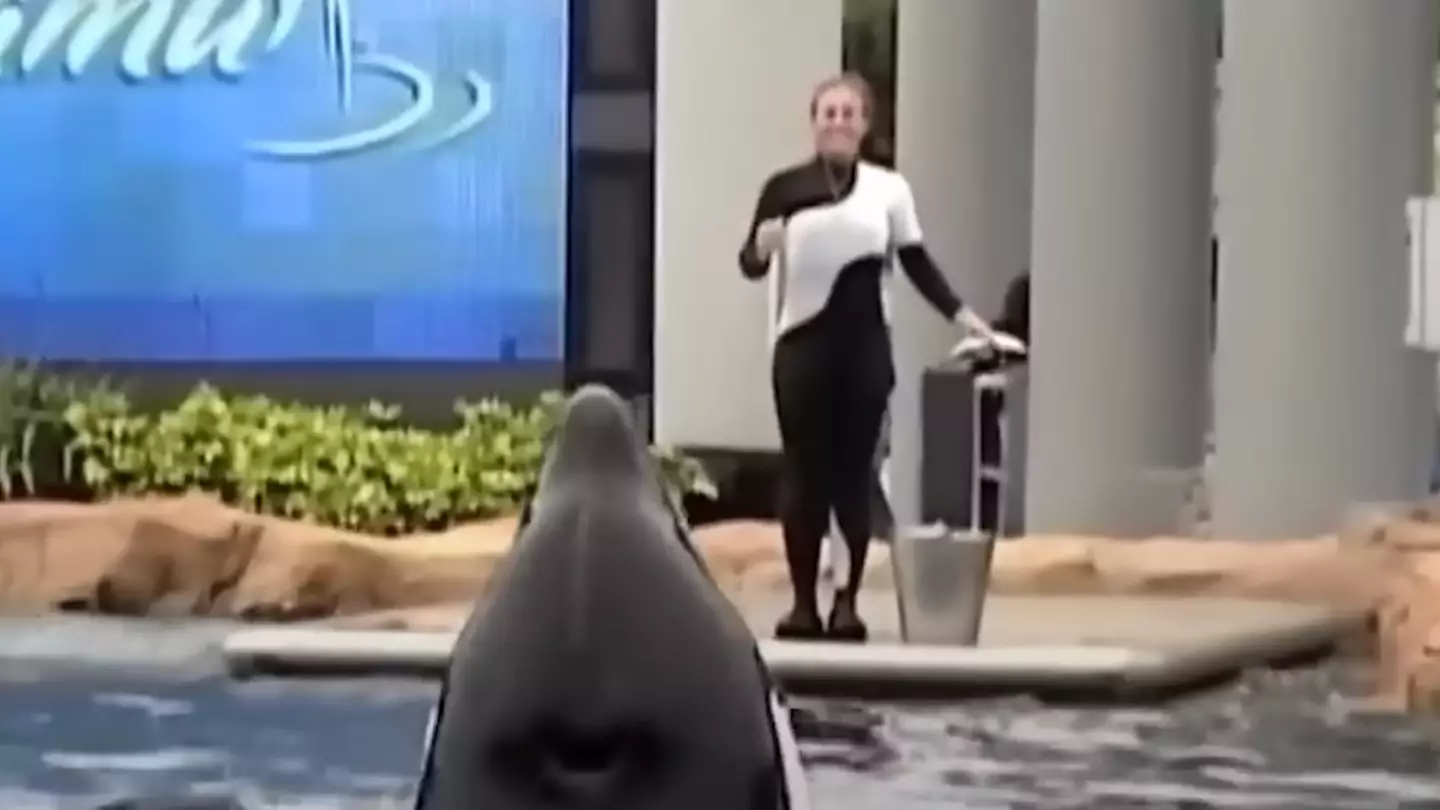 YouTube/How To Survive