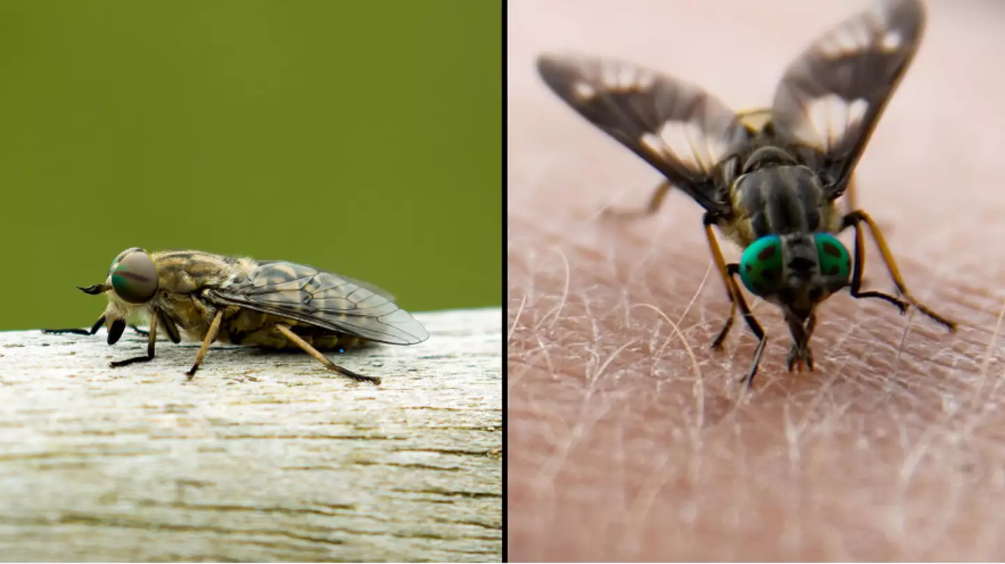 Brits warned over summer invasion of ‘Dracula horseflies’ that can bite straight through clothes