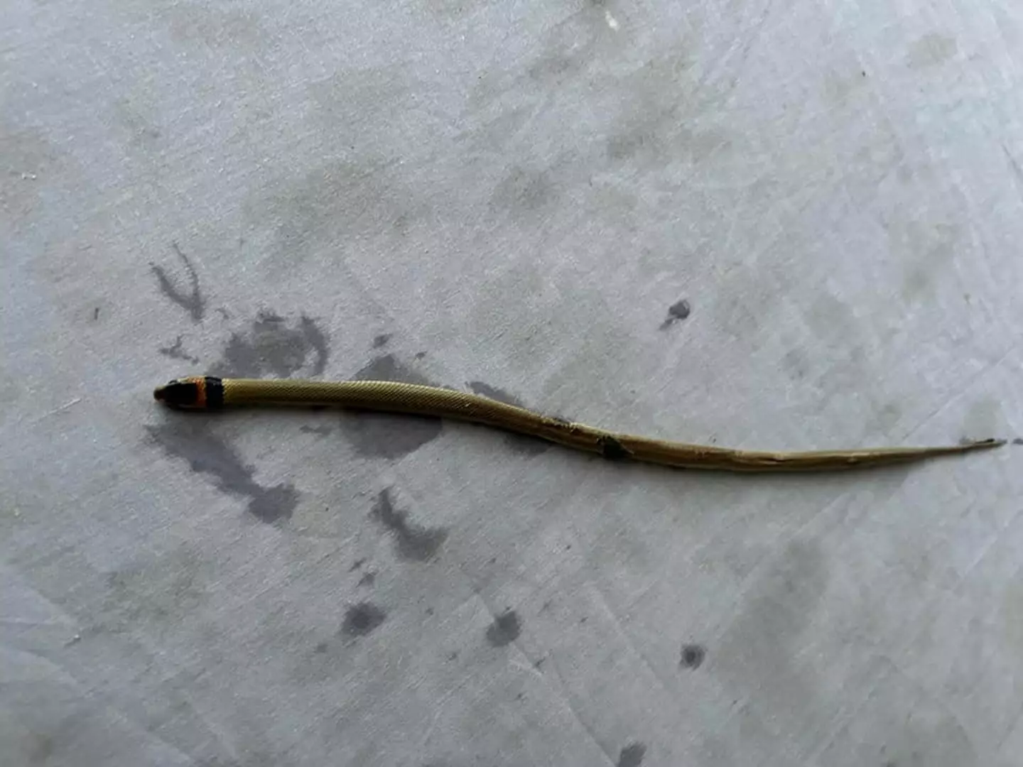 The Eastern Brown Snake did not survive the ordeal with the frog's arsehole, maybe that's for the best.