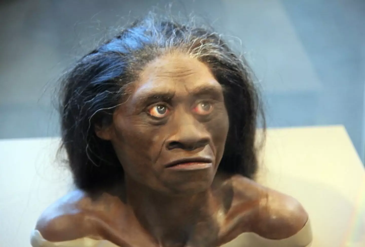 A recreation of what a female Homo floresiensis may have looked like.
