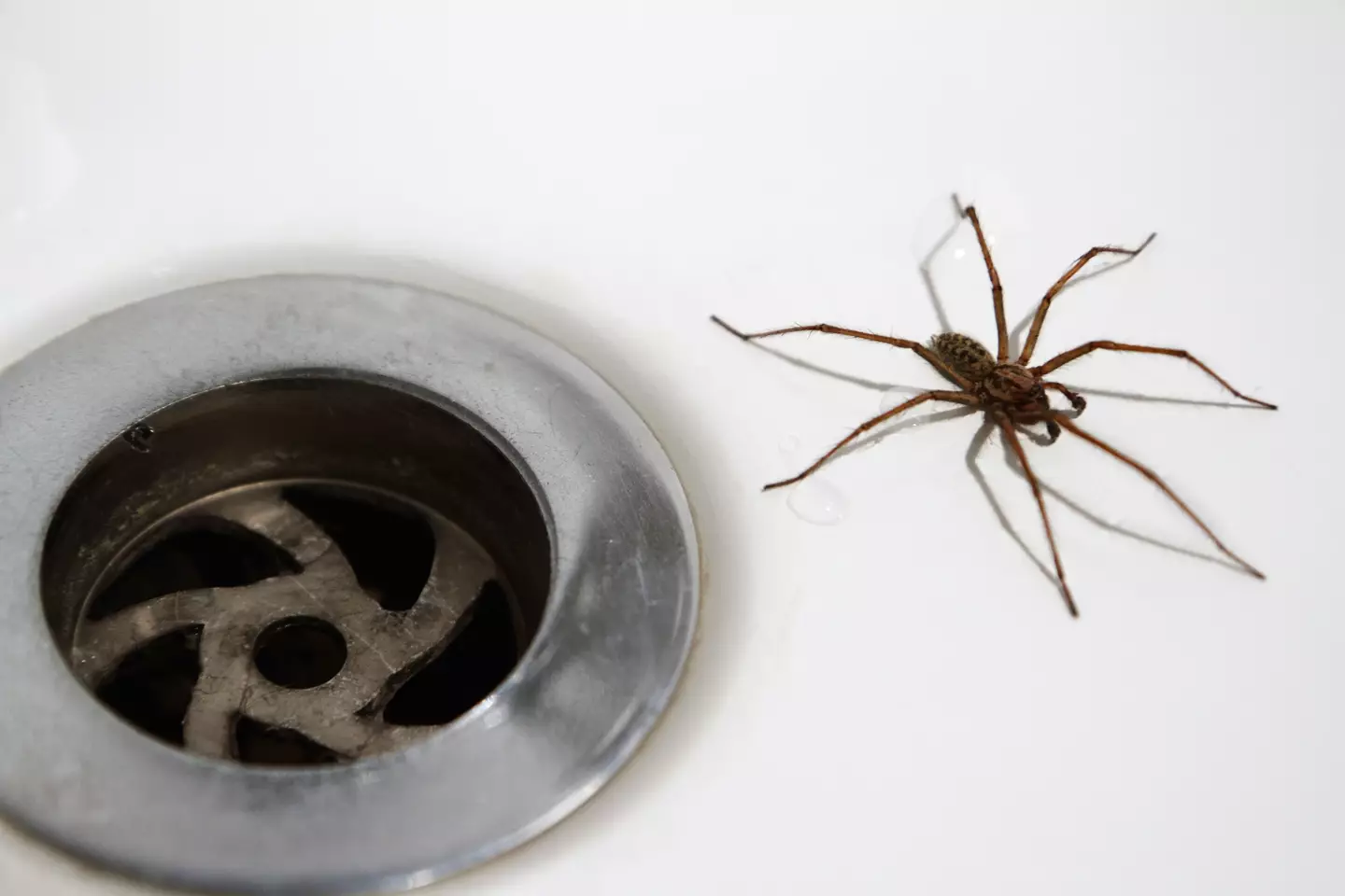 Fear of spiders is one of the most common phobias in the UK.