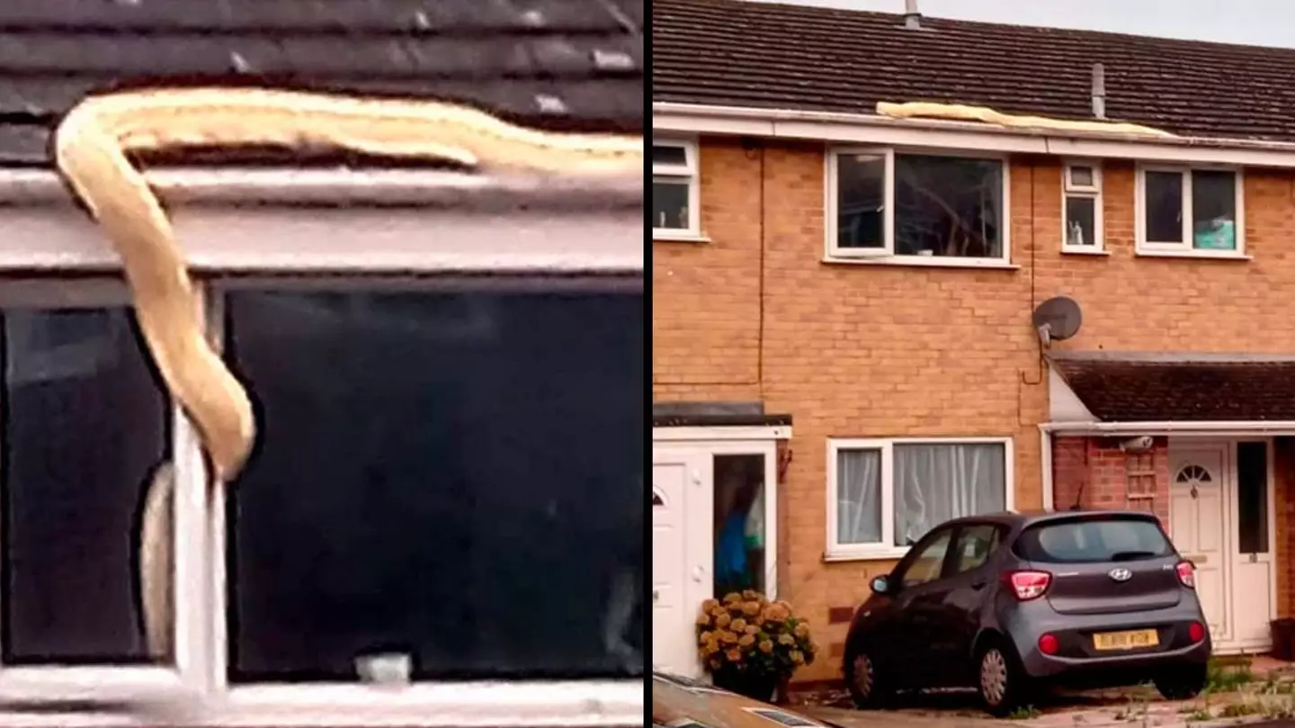 UK family horrified after massive python slithers into their home