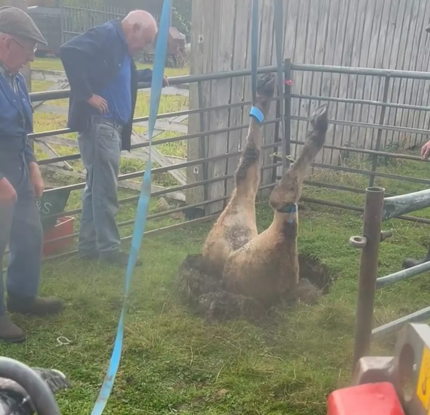 The cow was lifted to safety out of the sinkhole.