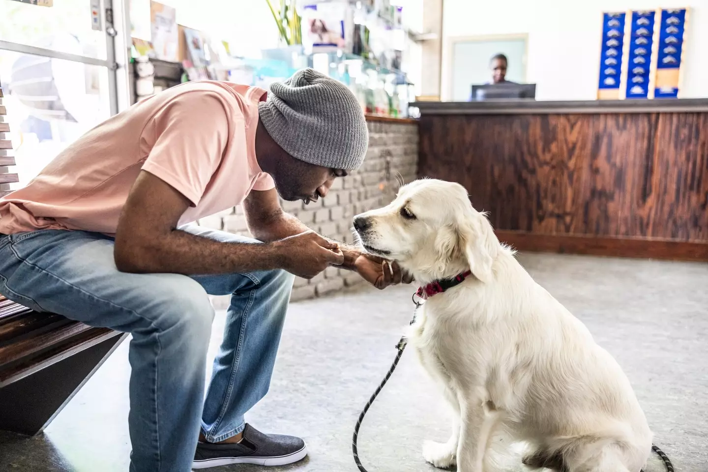 Don't put your pet's poo in the toilet (MoMo Productions/ Getty Stock)