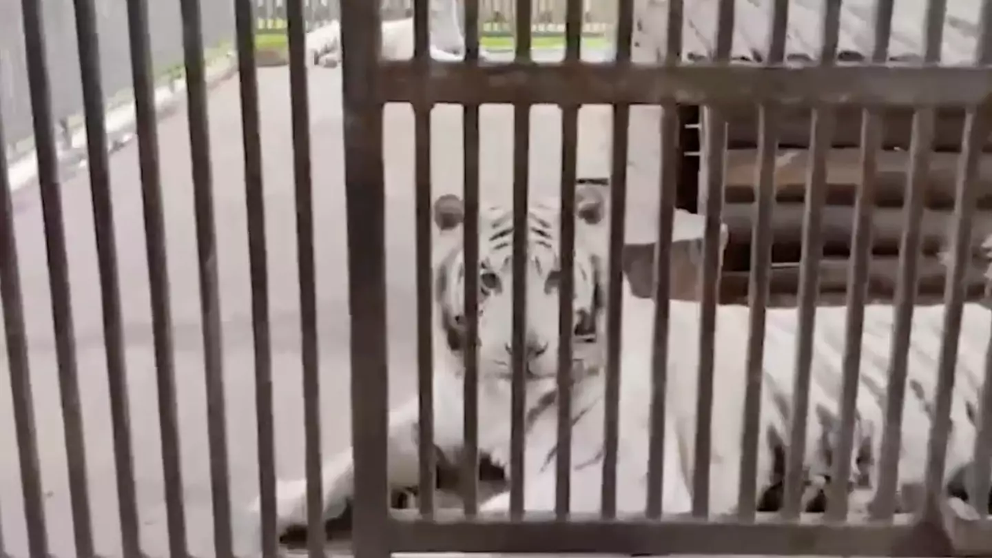 Zookeeper mauled to death by rare tiger after making vital 'mistake' while feeding it