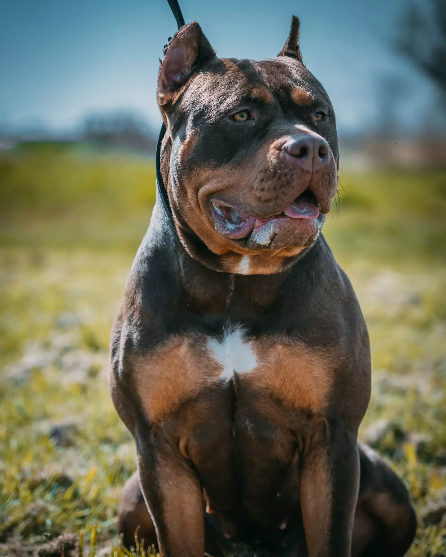 XL bullys will soon be banned in the UK.