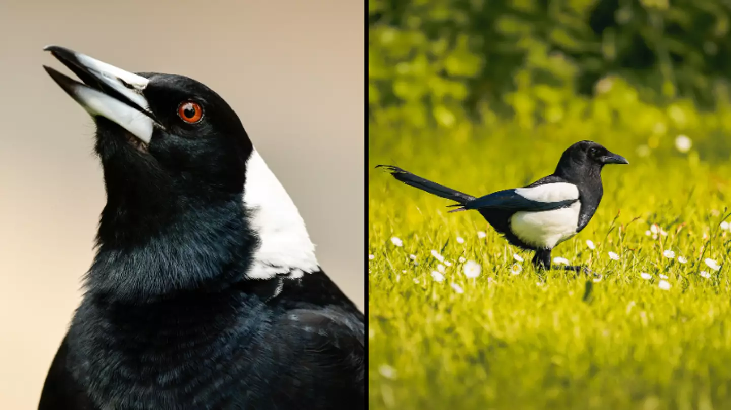 Doctor issues warning amid magpie swooping season after man was pecked in the eye
