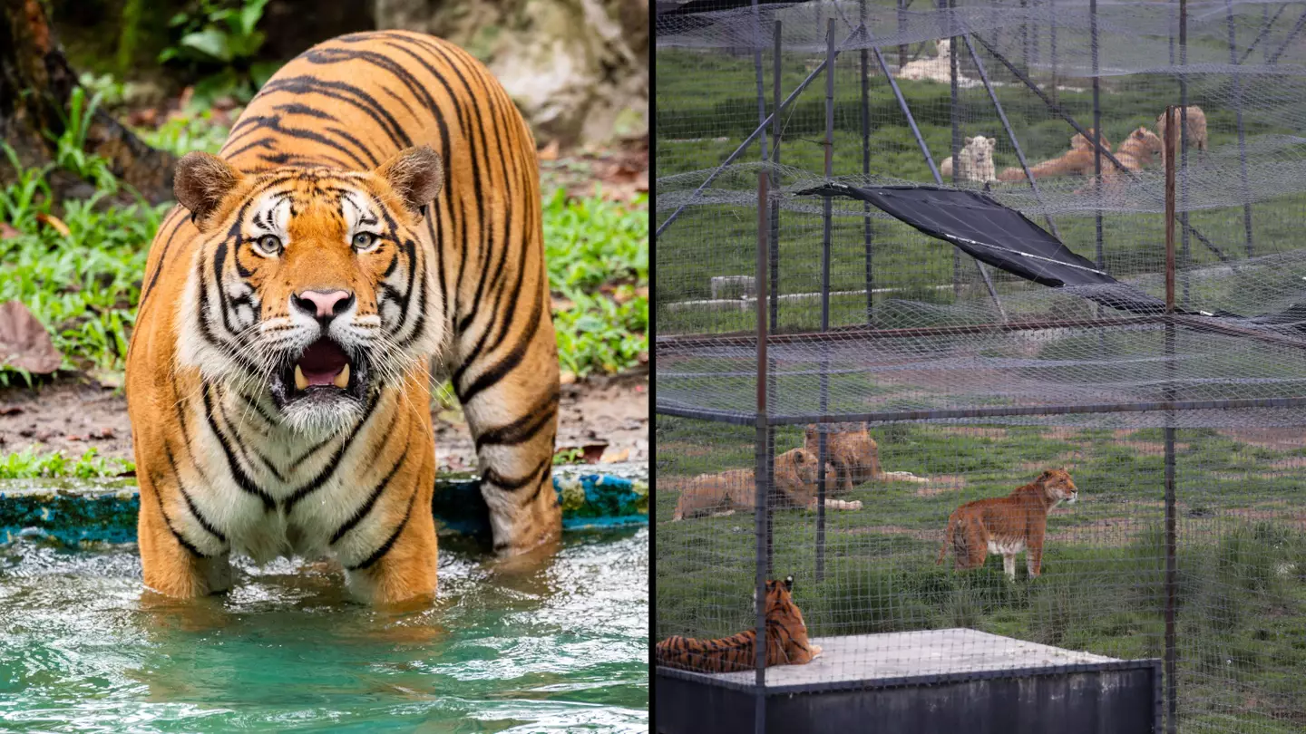 Nepal Has Nearly Tripled Its Tiger Population Since 2009