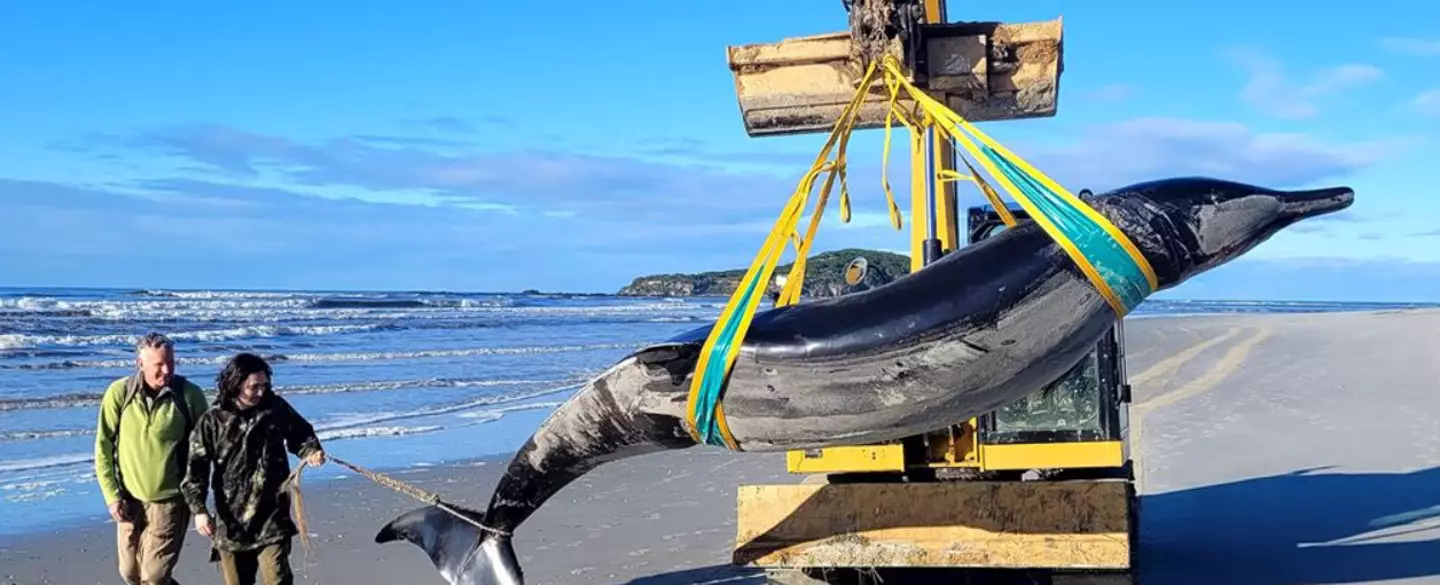 Scientists make shock discovery when cutting open world's rarest whale that's never been spotted alive before 1 Taoka Whales are a rare find (DOC)