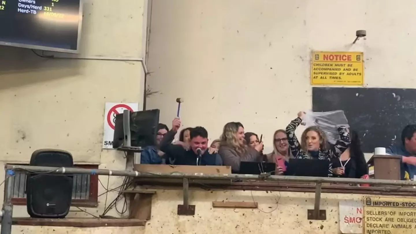 Hen Party Crash Cattle Mart In Ireland