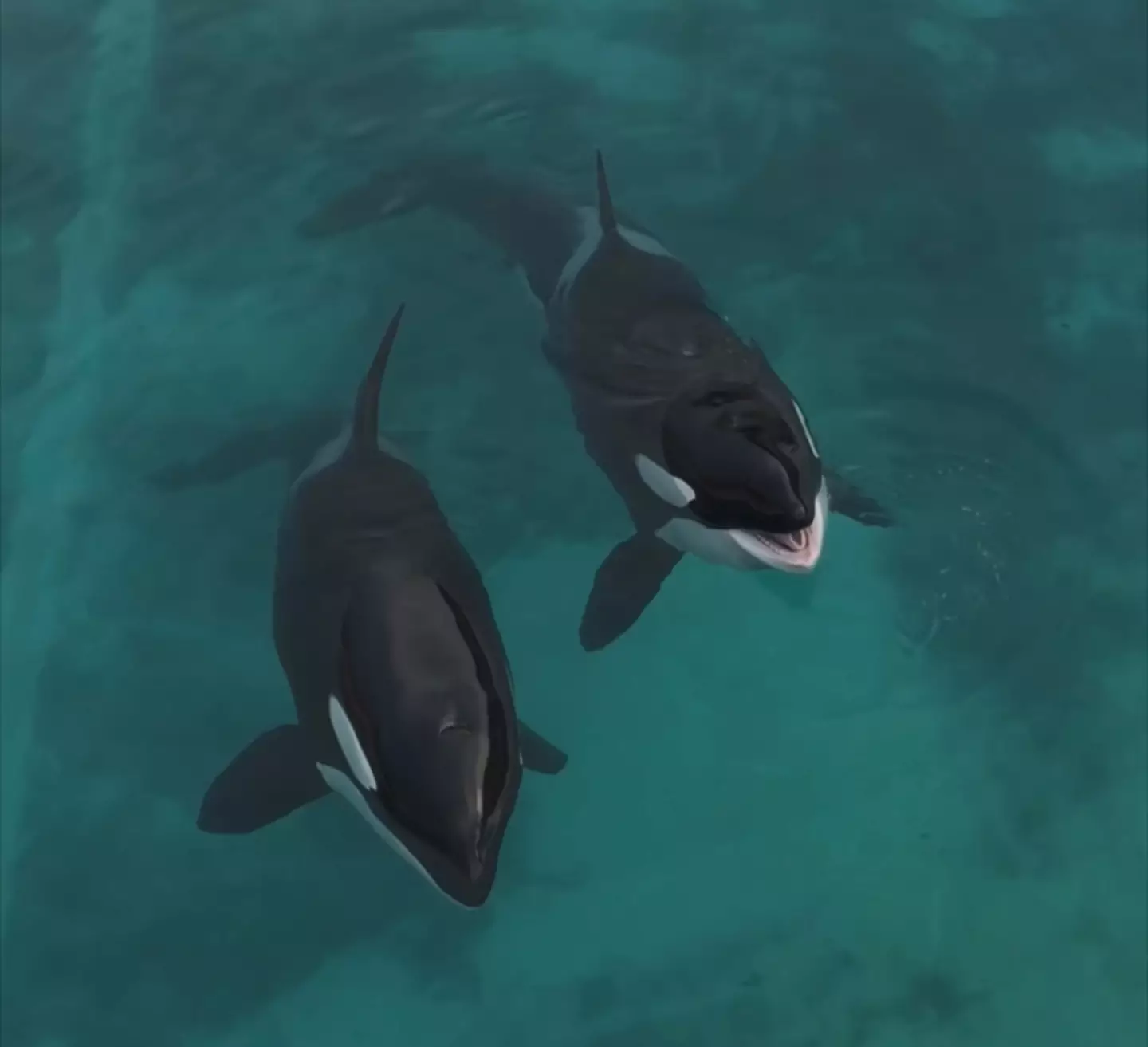 It would be very expensive and difficult to move them, but just leaving them to die would be the 'worst option' (Seph Lawless)