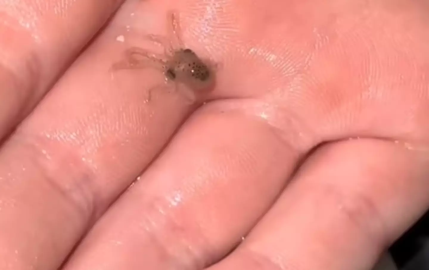 The babies that hatched from Terrance's eggs. (TikTok/@doctoktopus)