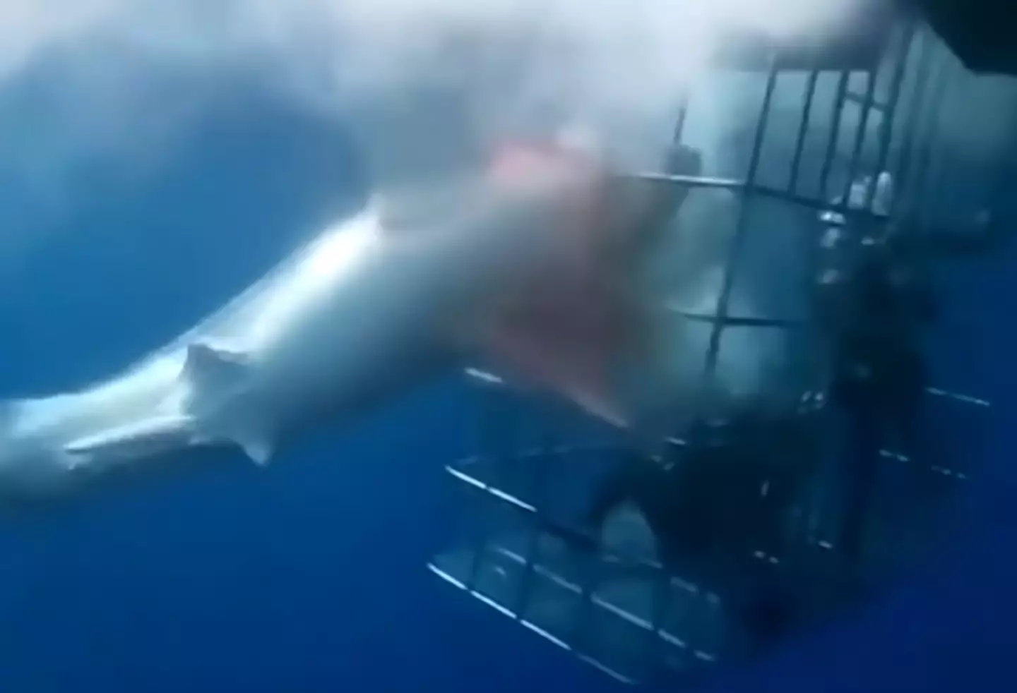 The shark got stuck trying to get into the diving cage.