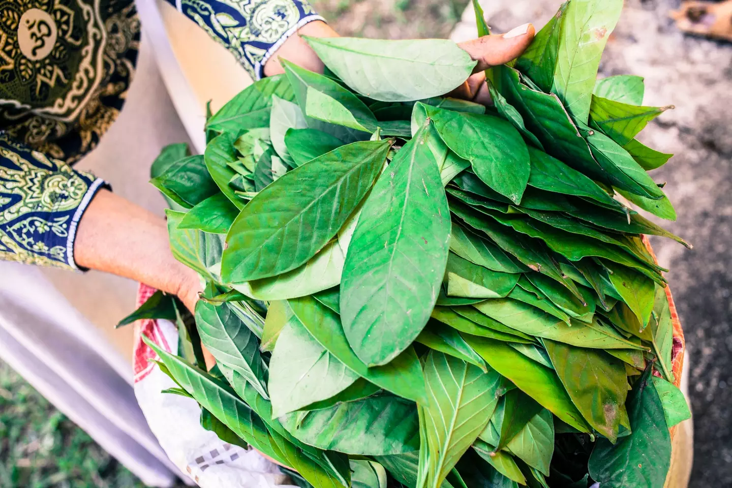 The tea is created by combining leaves from a chacruna shrub and the ayahuasca vine (Giulio Paletta/Education Images/Universal Images Group via Getty Images)