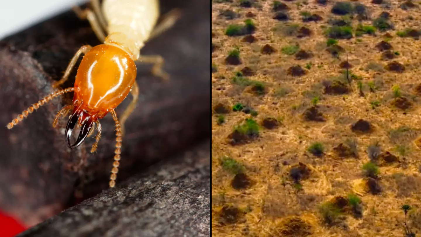 Termite mega-city that ‘dwarfs any city humans have ever built’ leaves scientists baffled