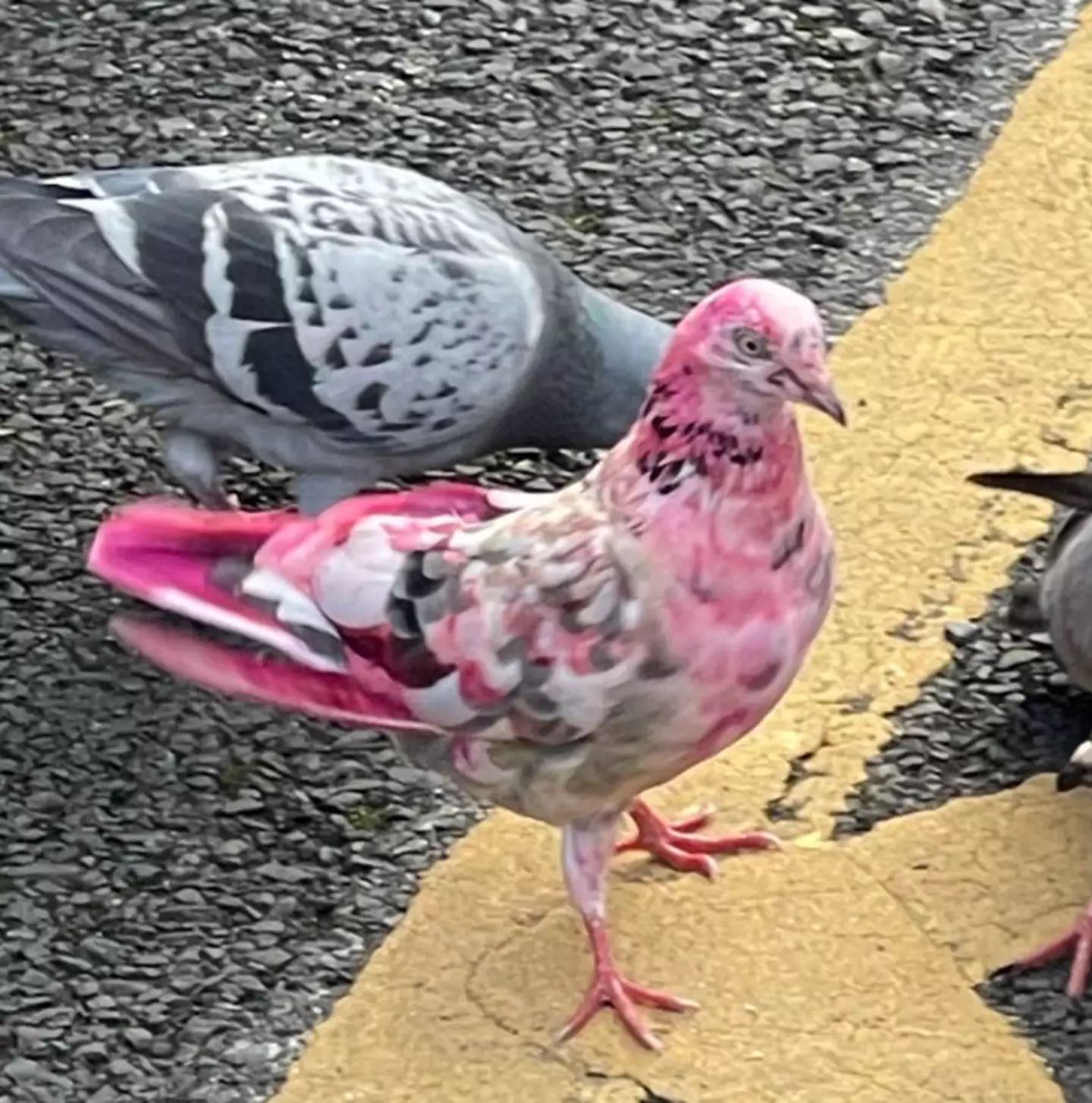 GMP Bury North shared a photo of the pink pigeon to Facebook.
