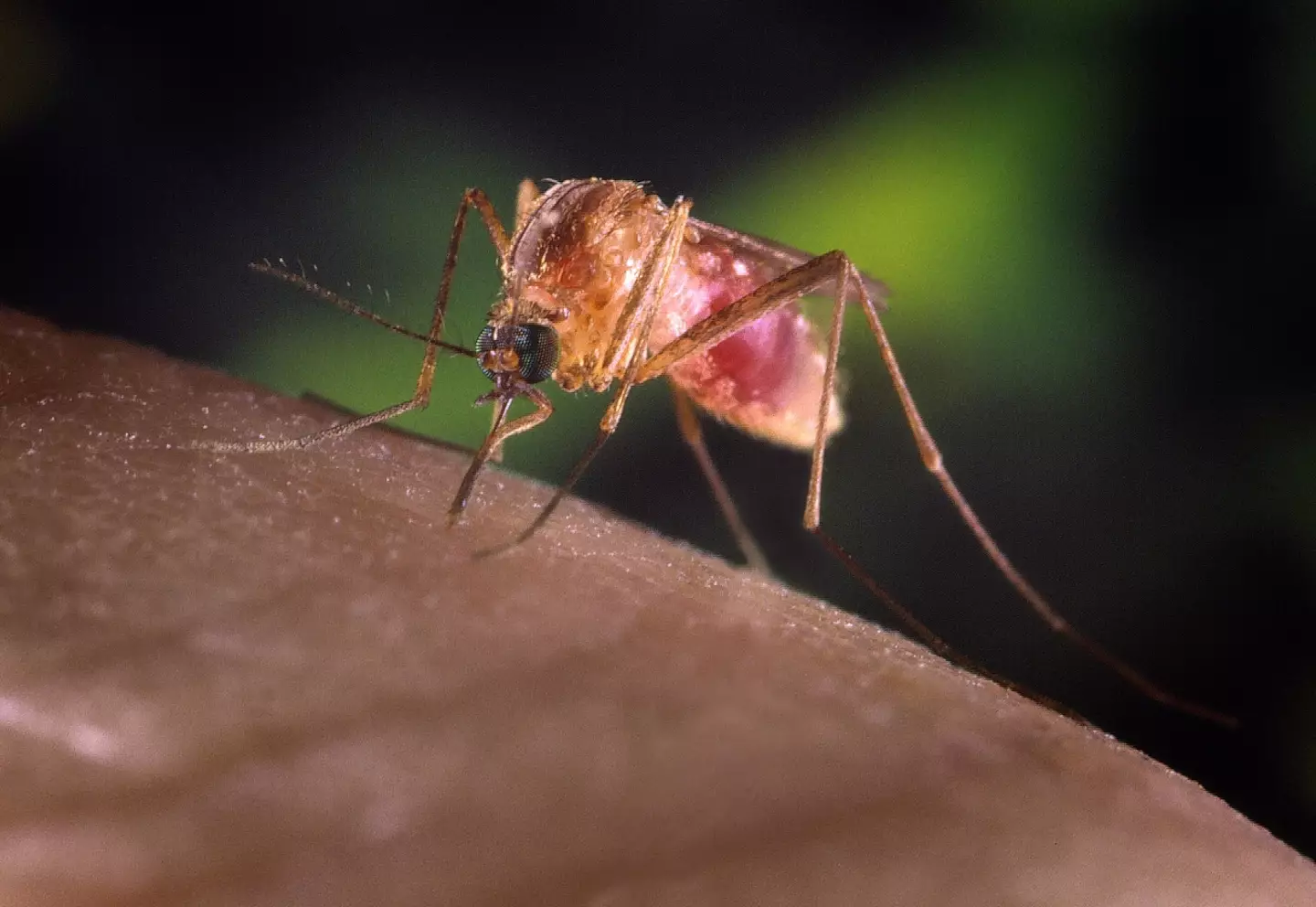 The insects seem to be big fans of people who have the blood type O (Smith Collection/Gado/Getty Images)