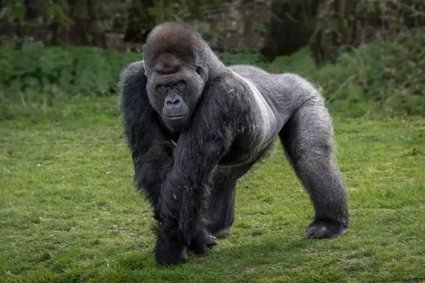 This absolute unit vs you and 99 of your best buds, who's coming out alive? (Alan Tunnicliffe Photography via Getty Images)