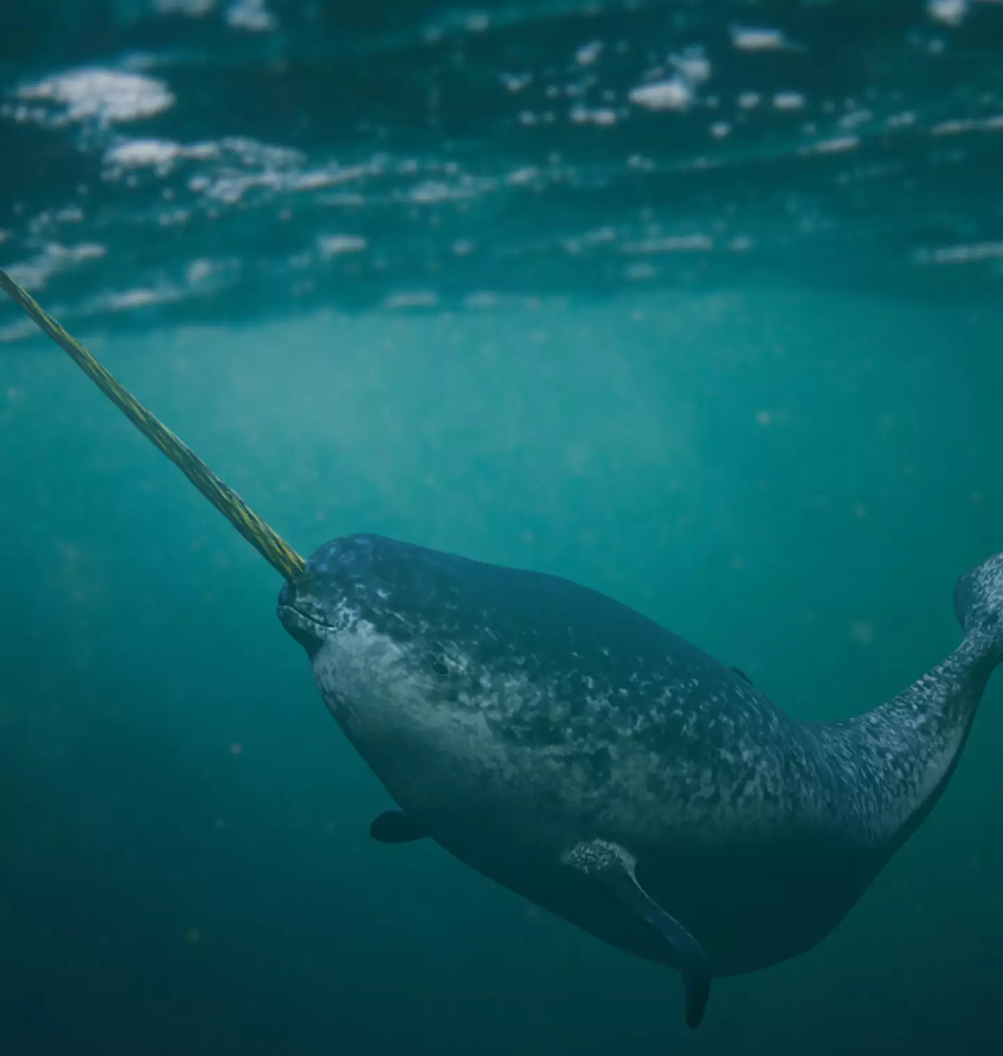 Narwhals have reportedly been tested in two aquariums, where it ended very badly for them.