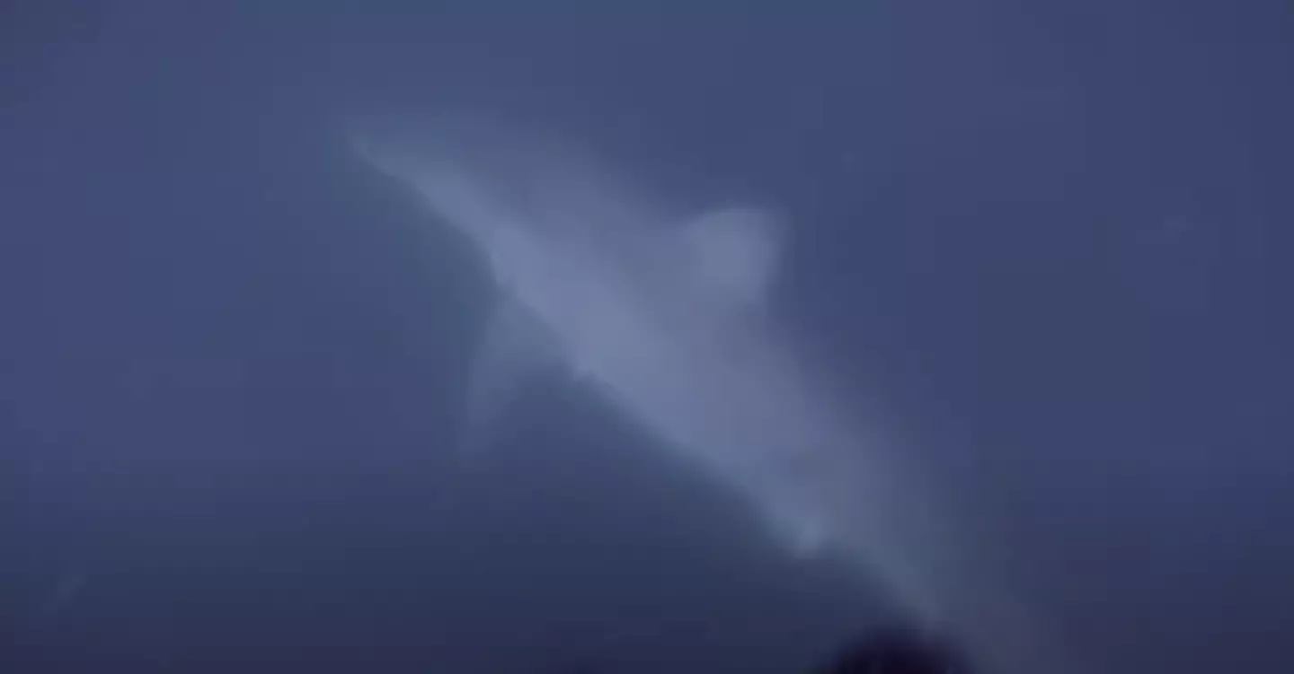 He spotted the shark below his flippers (YouTube/GoPro)