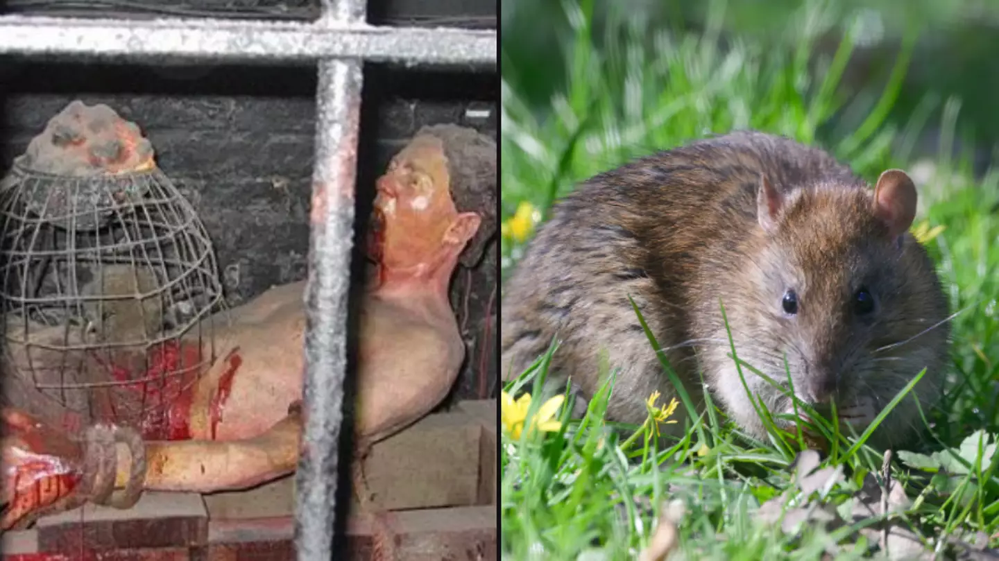 Rat torture method is one of most barbaric used in history