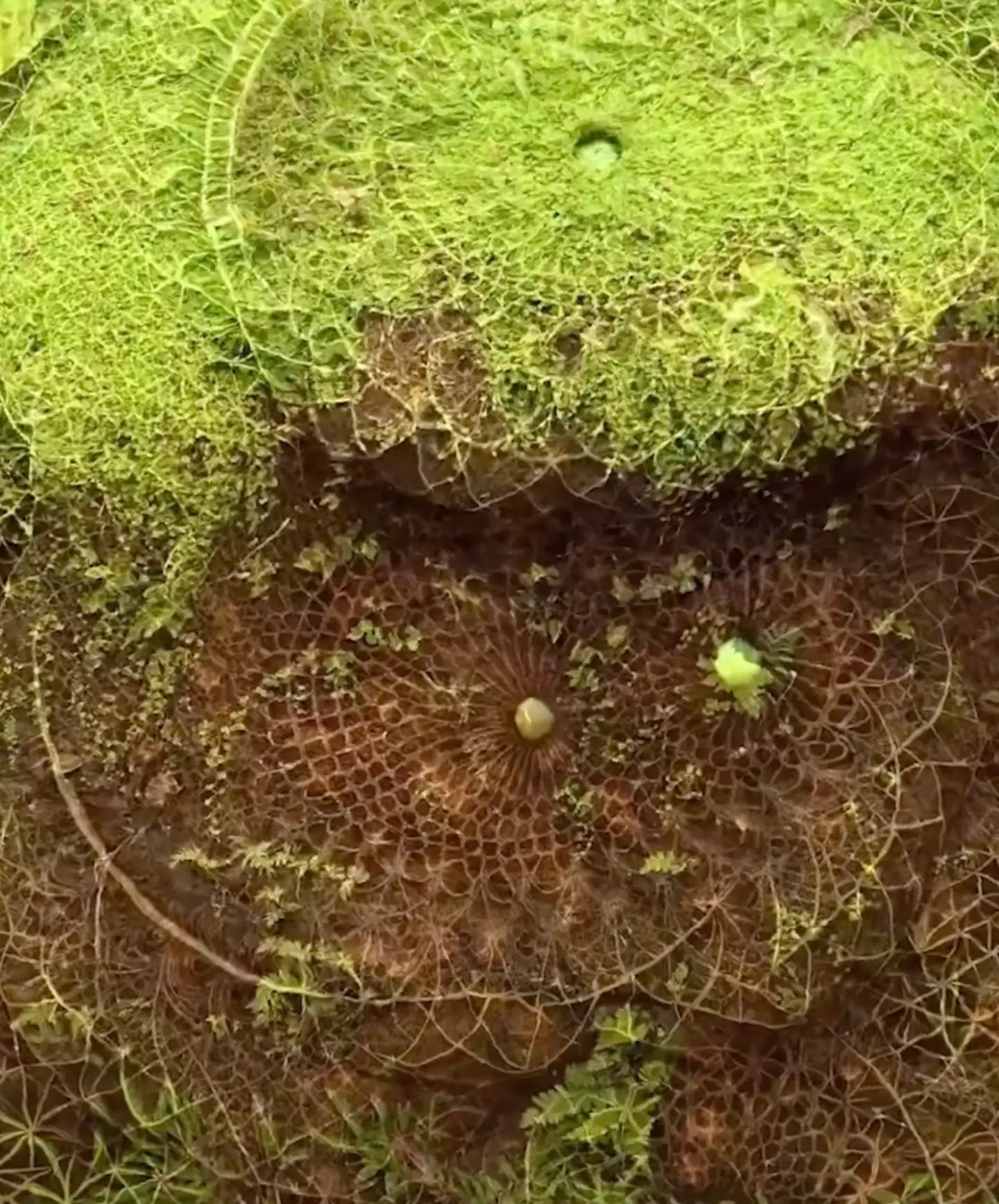 The trippy visuals show patterns emerging before your very eyes (@loka_visuals/TikTok)