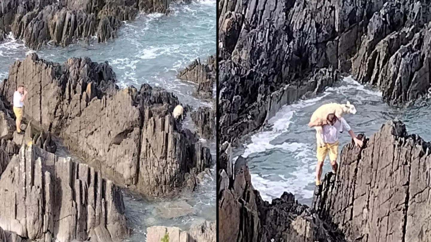 Man risks his life to save a sheep after it became stuck on a cliff