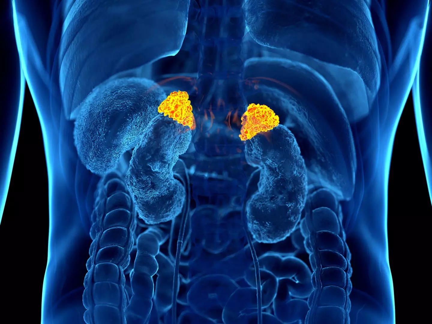 Cortisol is produced in your adrenal glands, just above your kidneys. (Getty Stock Photo)