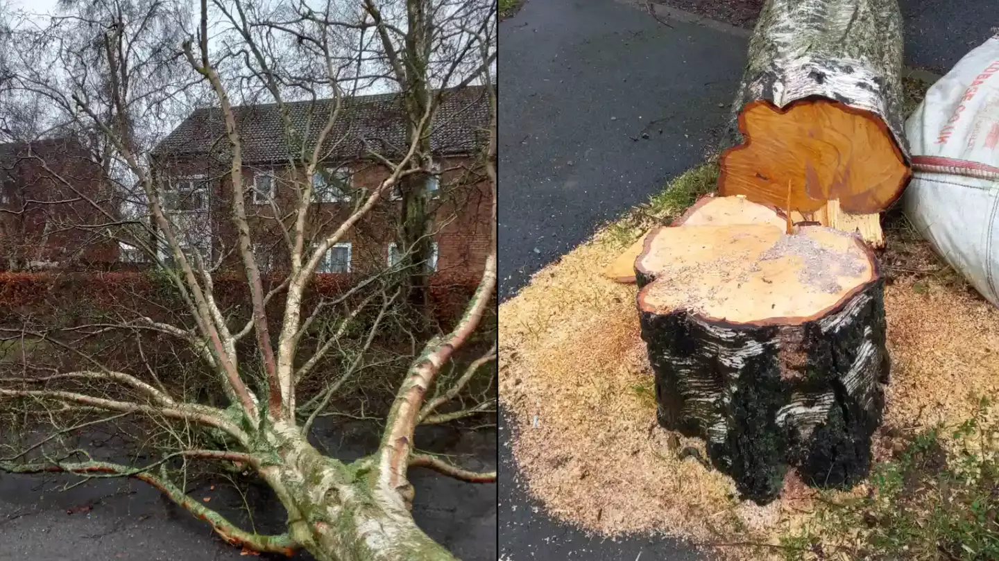 'Chainsaw-Wielding Maniac' Chops Down Tree And Tries To Blame Storm Eunice