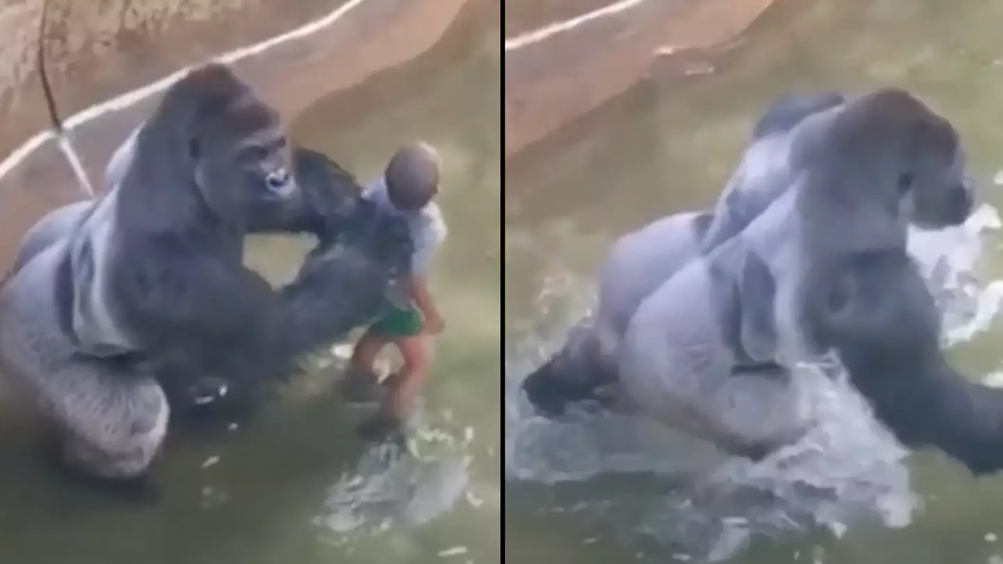 Major question everyone has about why Harambe was killed has finally been explained