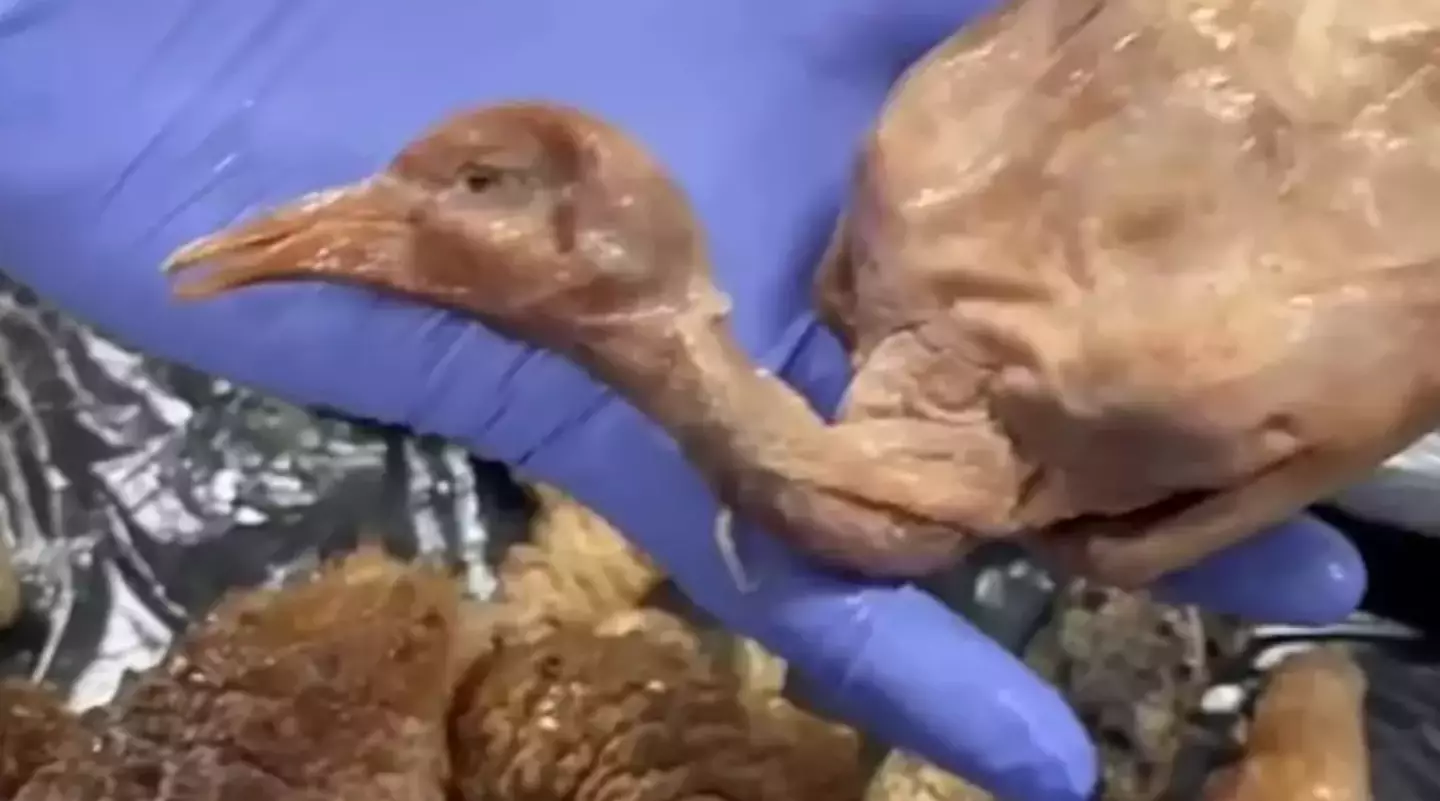 Plucked and cooked street pigeons were recovered by police (Policia Muncipal de Madrid)