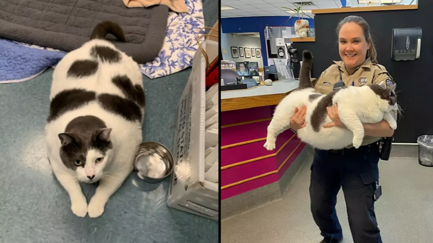 The ‘largest cat anyone has ever seen’ is finally being put on a diet