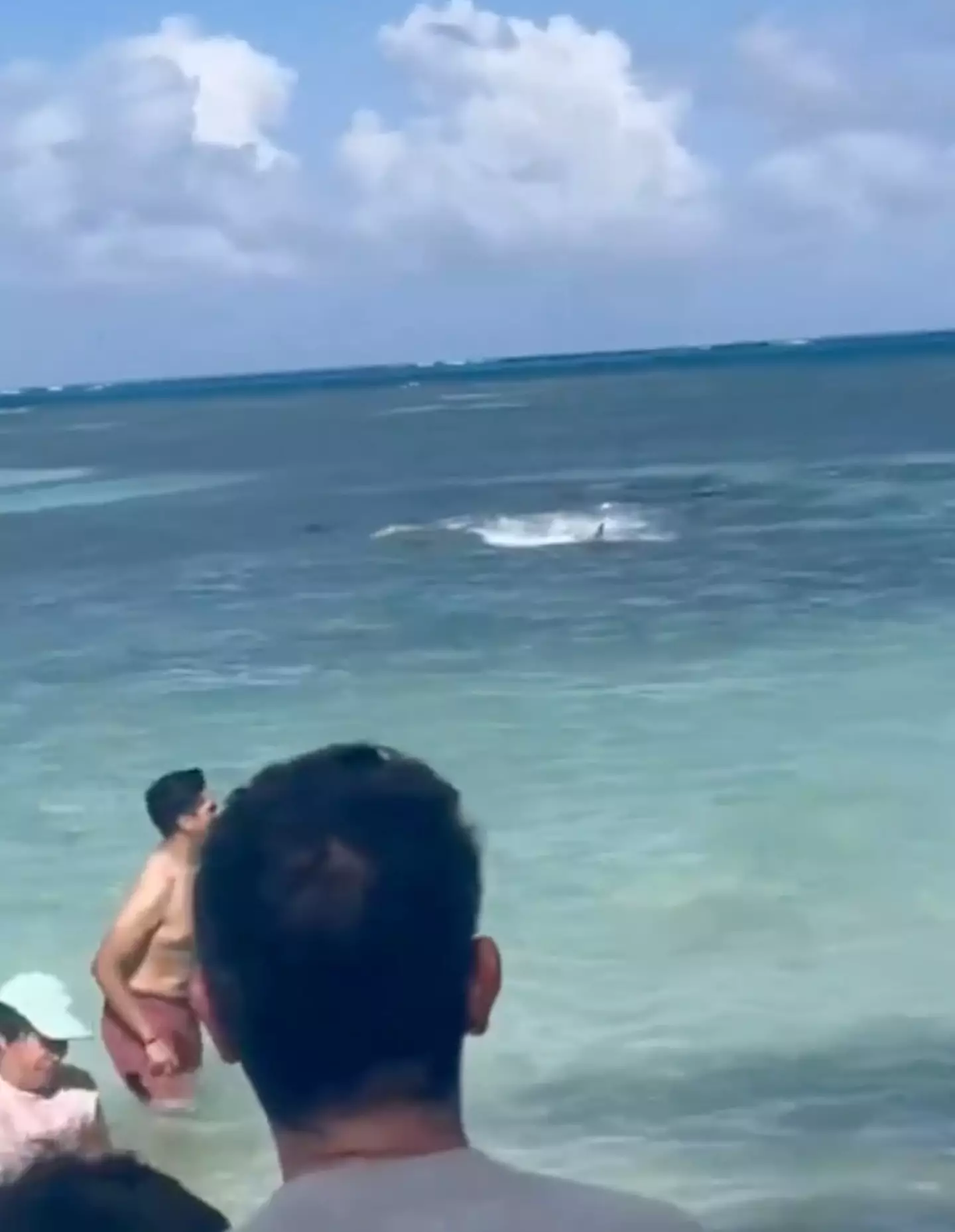 People frantically fled the water as the creature attacked a manta ray.