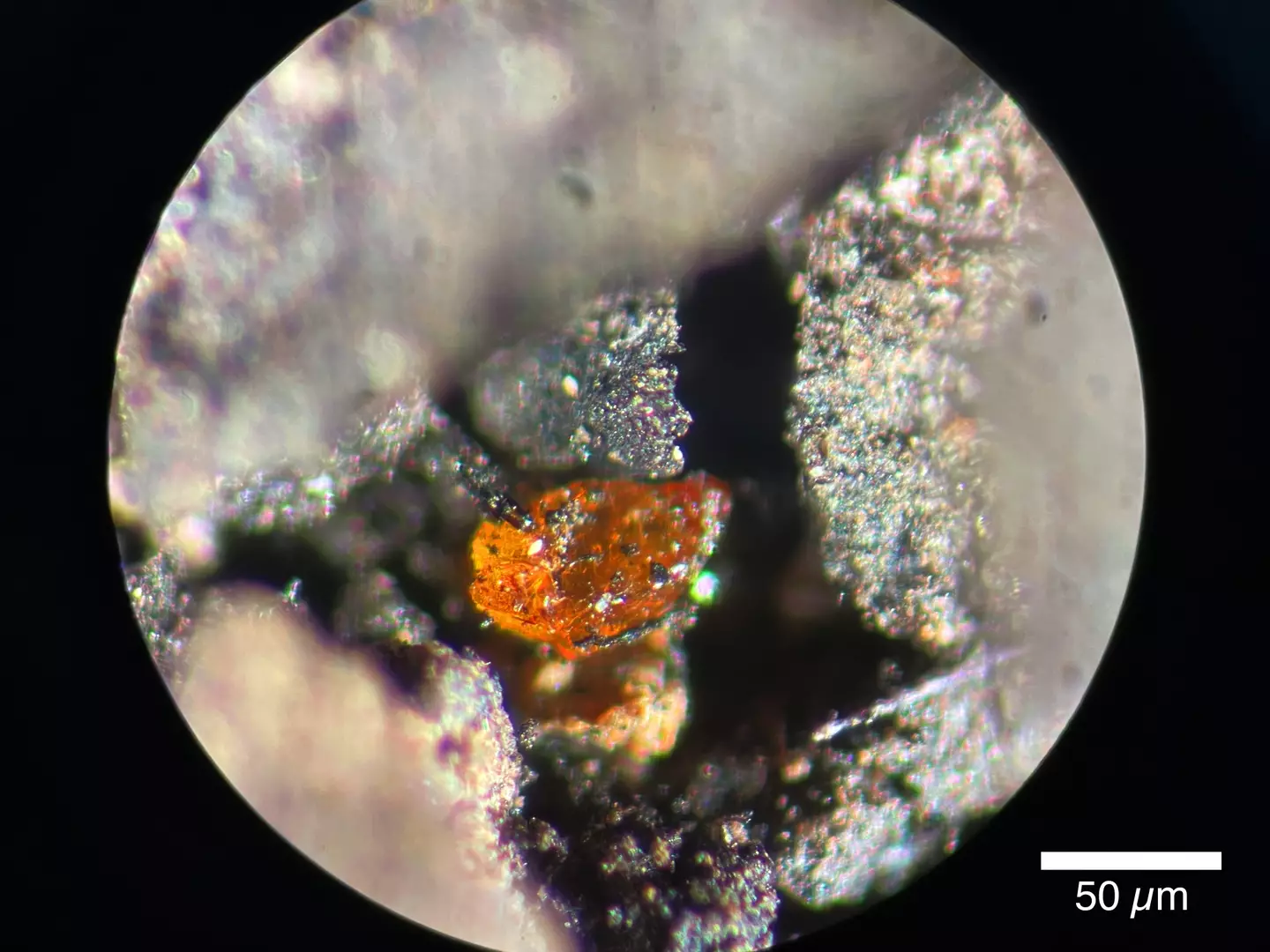The amber discovered on the continent (Alfred Wegener Institute)