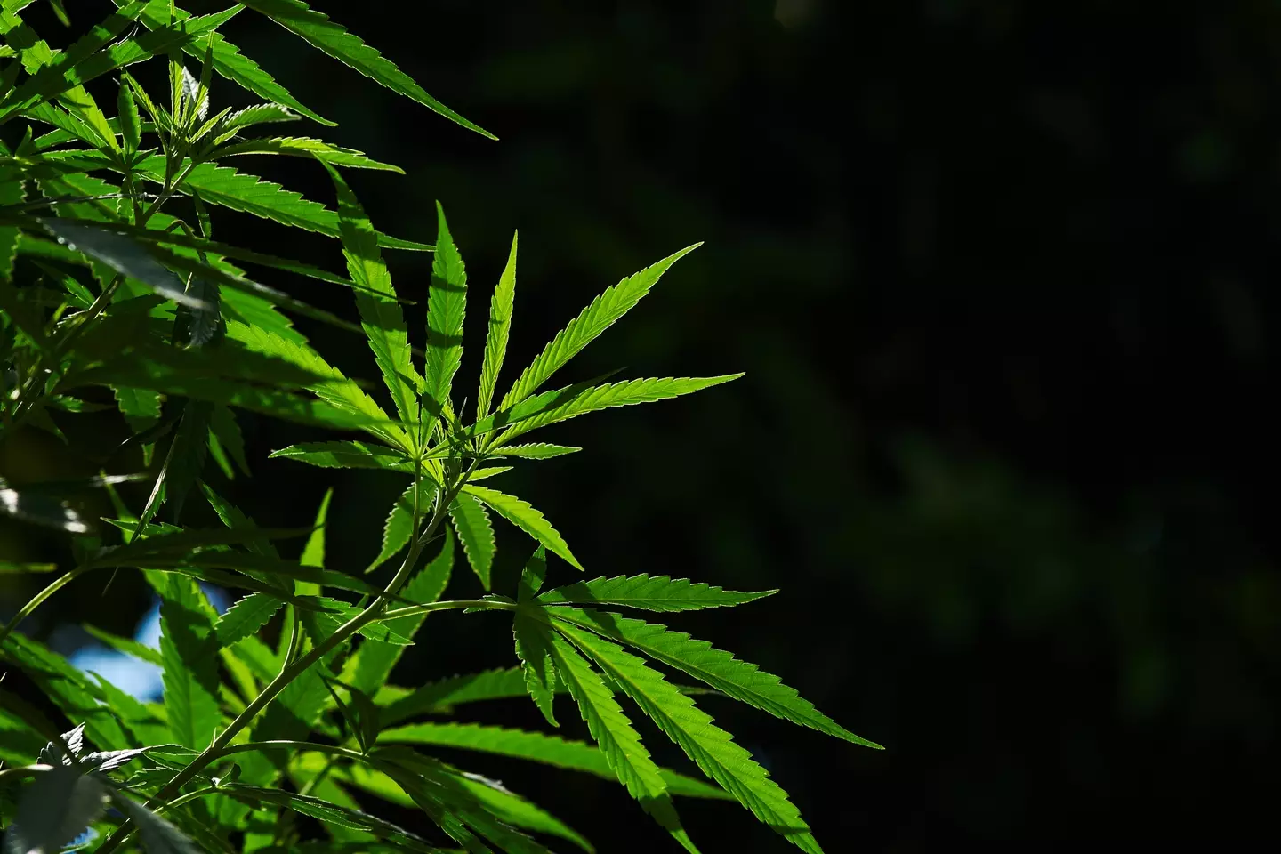 Dr. Green aims to eliminate the black market in the cannabis industry. (Getty Stock Photo)