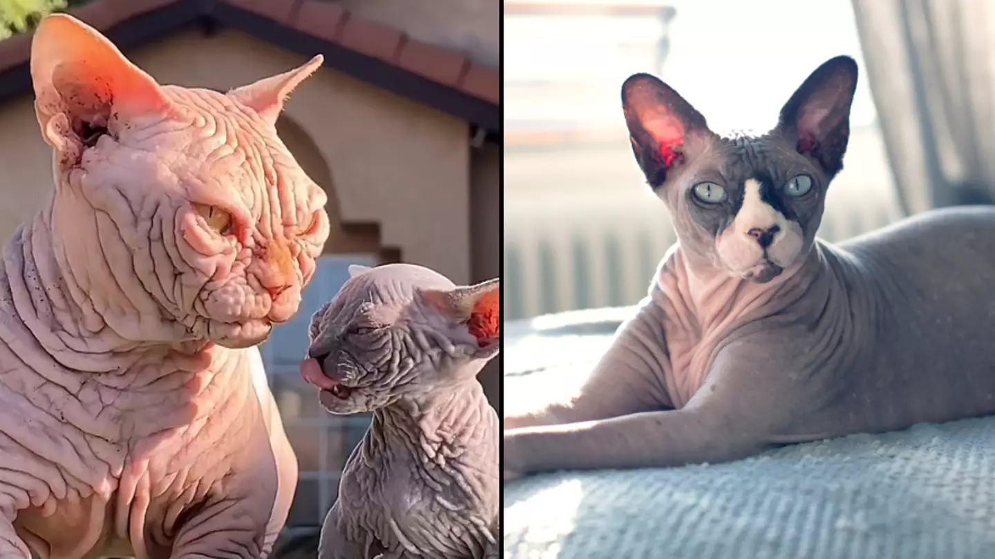 Animal behaviour expert issues warning over rise of 'XL Bully cats' due to number of health issues