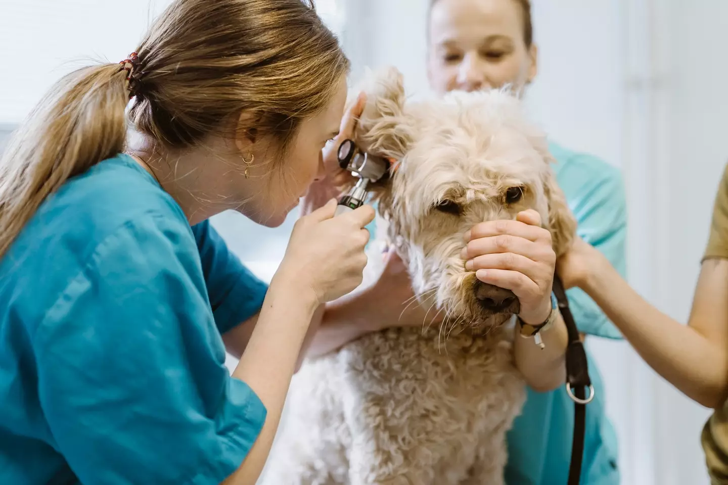 The vet would never own one. (Getty Stock Photo)