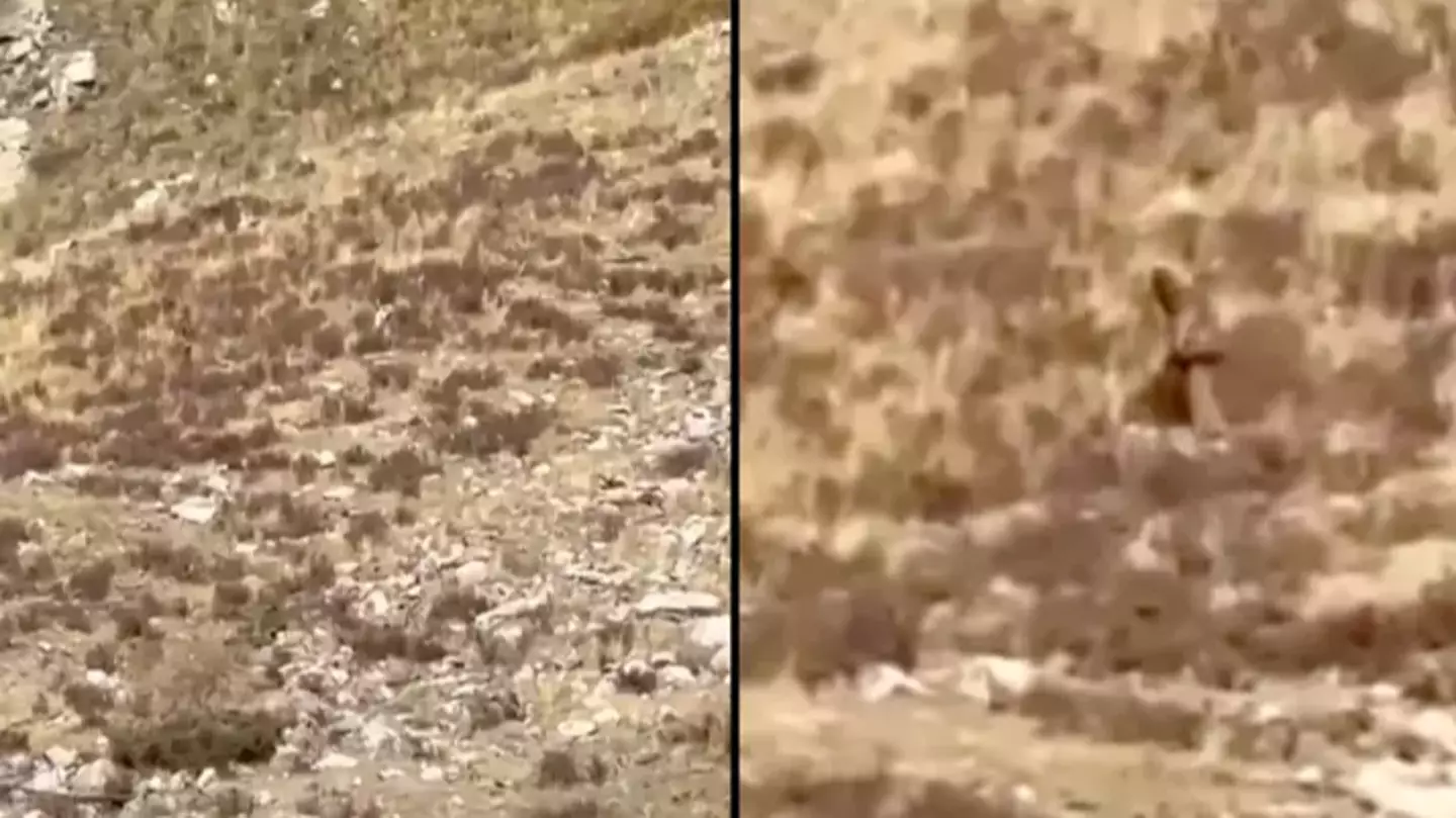 Mystery of Bigfoot after creature is 'spotted sneaking through mountain'