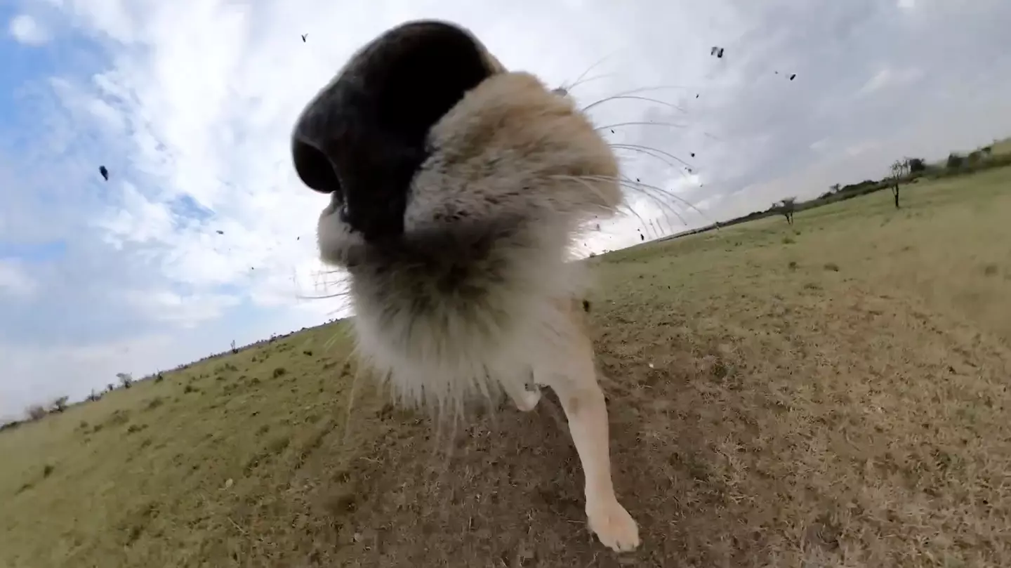This is what happens when a lion takes a selfie.