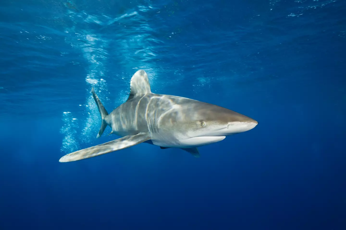 The whitetip shark inhabits tropical and warm temperate seas (Reinhard Dirscherl/ullstein bild via Getty Images)