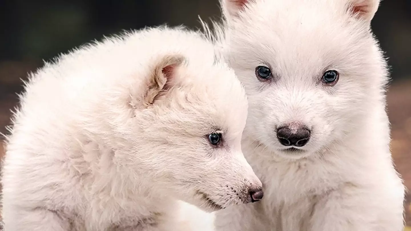 Company claims it's brought dire wolf back from extinction after 10,000 years