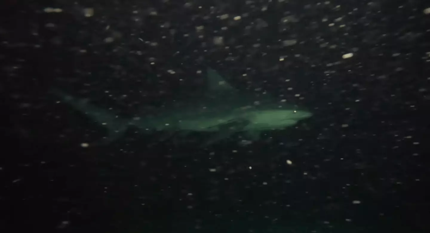 Several sharks were spotted below the vessel (YouTube/Odysseas Froilan)