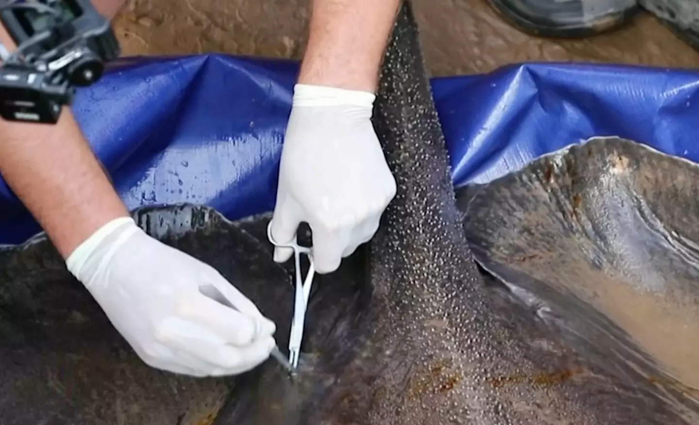 The stingray was released back into the river after it was tagged.